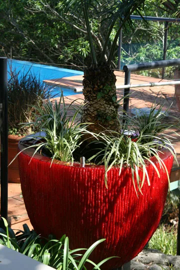 Feature palm in a glazed red pot beside a pool