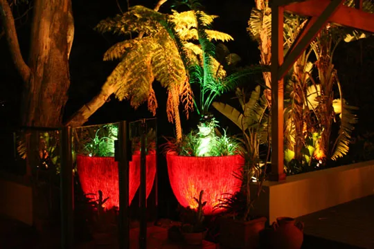 Uplit tree ferns and tropical planting in feature pots