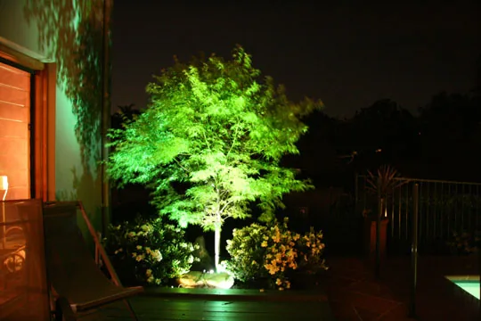 Uplit maple on a St Ives terrace at dusk